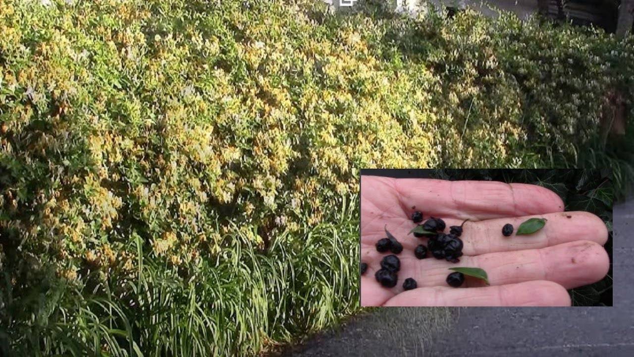 Жимолость каприфоль: секреты выращивания ароматной лианы