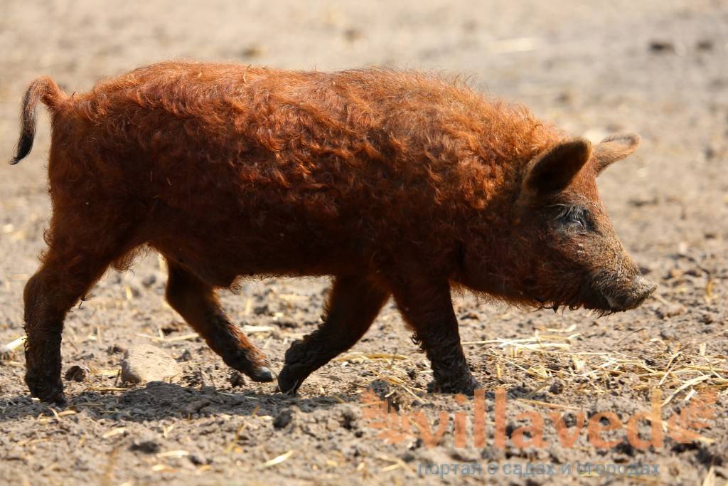 Порода свиней кармалы (36 фото): их характеристики. правила ухода за поросятами и особенности их кормления. отзывы владельцев