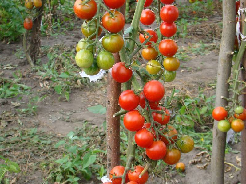 Низкорослые томаты черри 