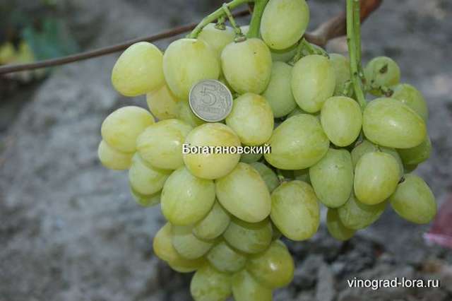 Виноград кишмиш миднайт бьюти: описание, фото и отзывы
