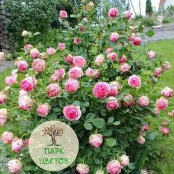 Выращивание чайно-гибридного сорта розы аскот: особенности формы цветков, уход