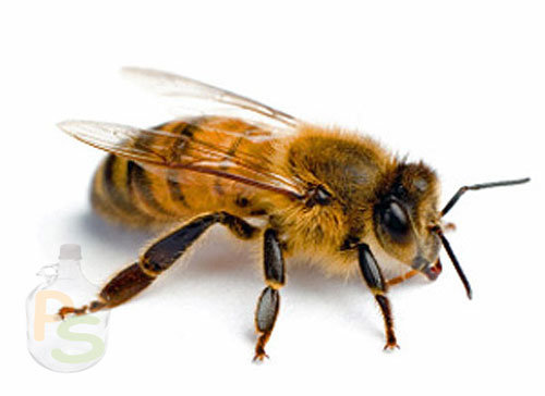 Пять рецептов для лечения простатита пчелиным подмором