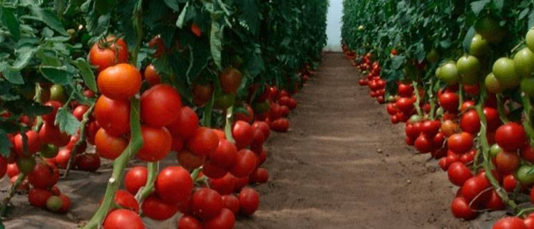 Томат "алый мустанг": описание сорта и фото, характеристики плодов-помидоров и рекомендации по выращиванию