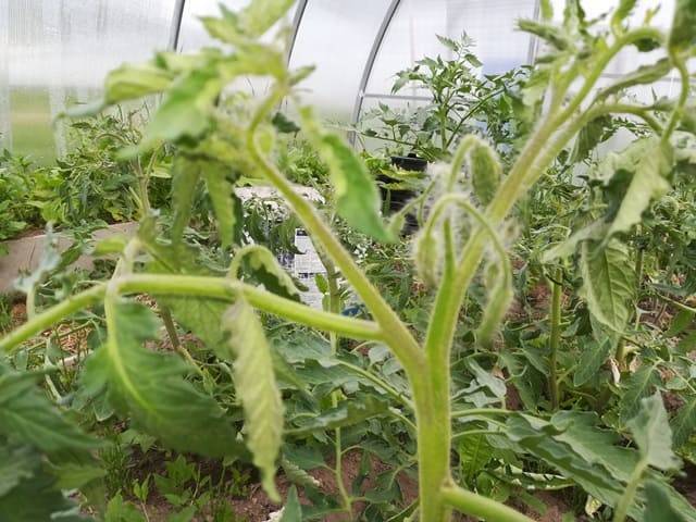 Как пасынковать помидоры в теплице: пошаговые схемы и видео