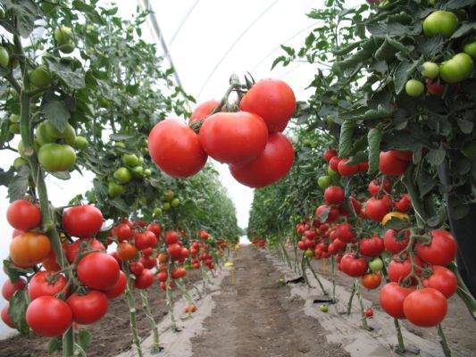 Урожайный сорт помидоров верлиока для выращивания в теплицах