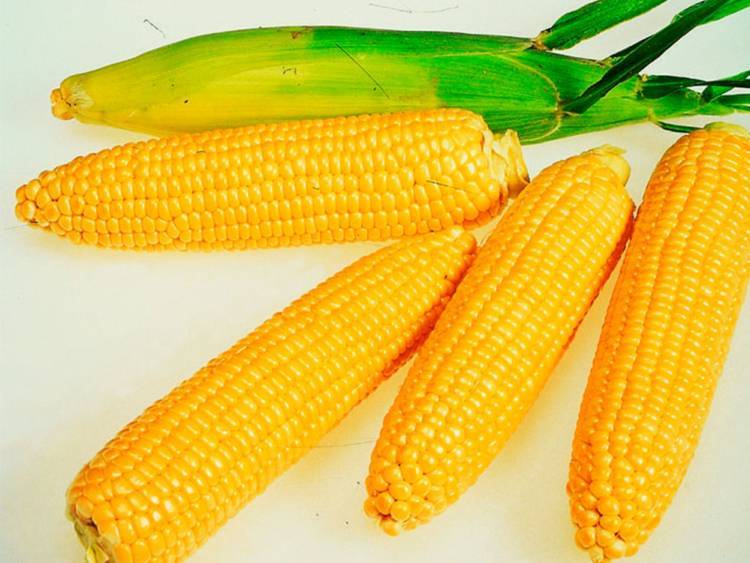 Выращивание сахарной кукурузы в теплице: подходящие сорта, технология и схема посадки, особенности ухода, защита от болезней и вредителей