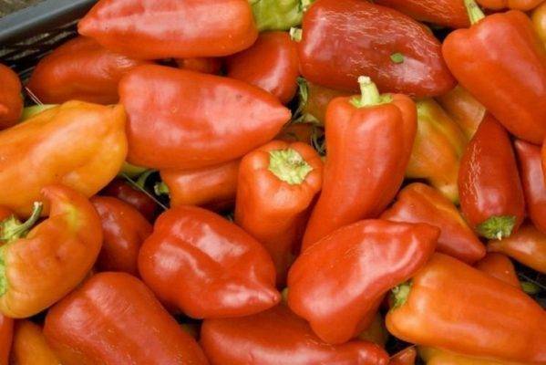 Полюбившаяся садоводами новинка польской селекции — перец робертино: отзывы об урожайности и описание