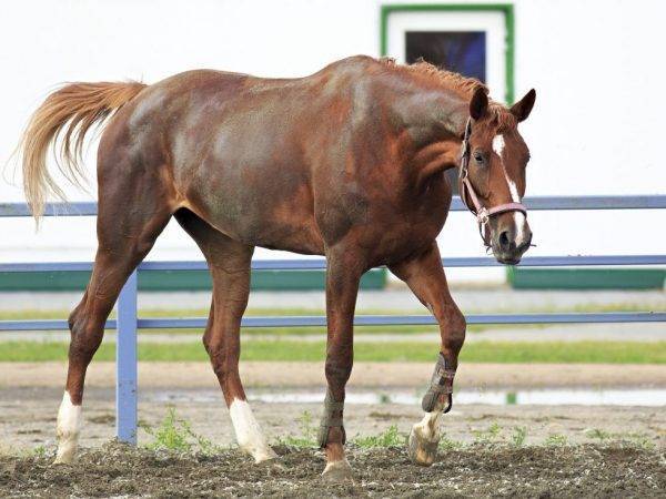 Описание породы тракененская лошадь и особенности ее разведения