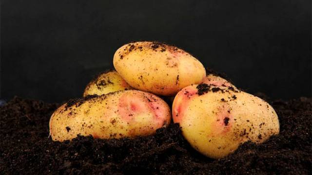 Неинфекционные болезни картофеля