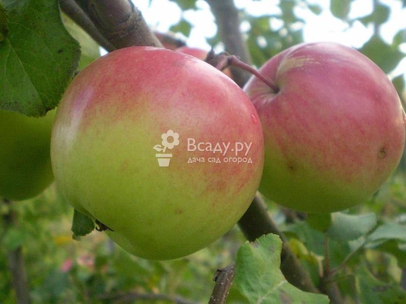 Сажаем и выращиваем яблоню богатырь