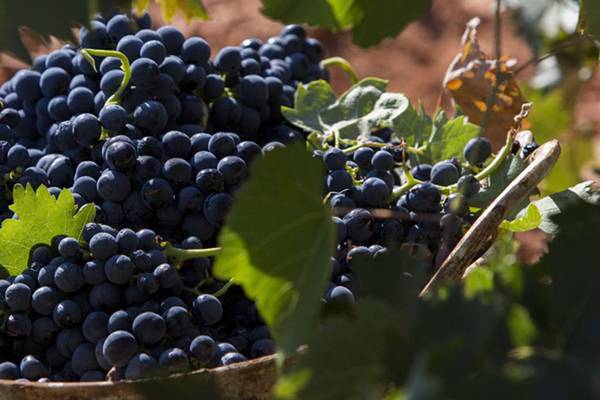 Описание и характеристика винограда сорта темпранильо, посадка и уход
