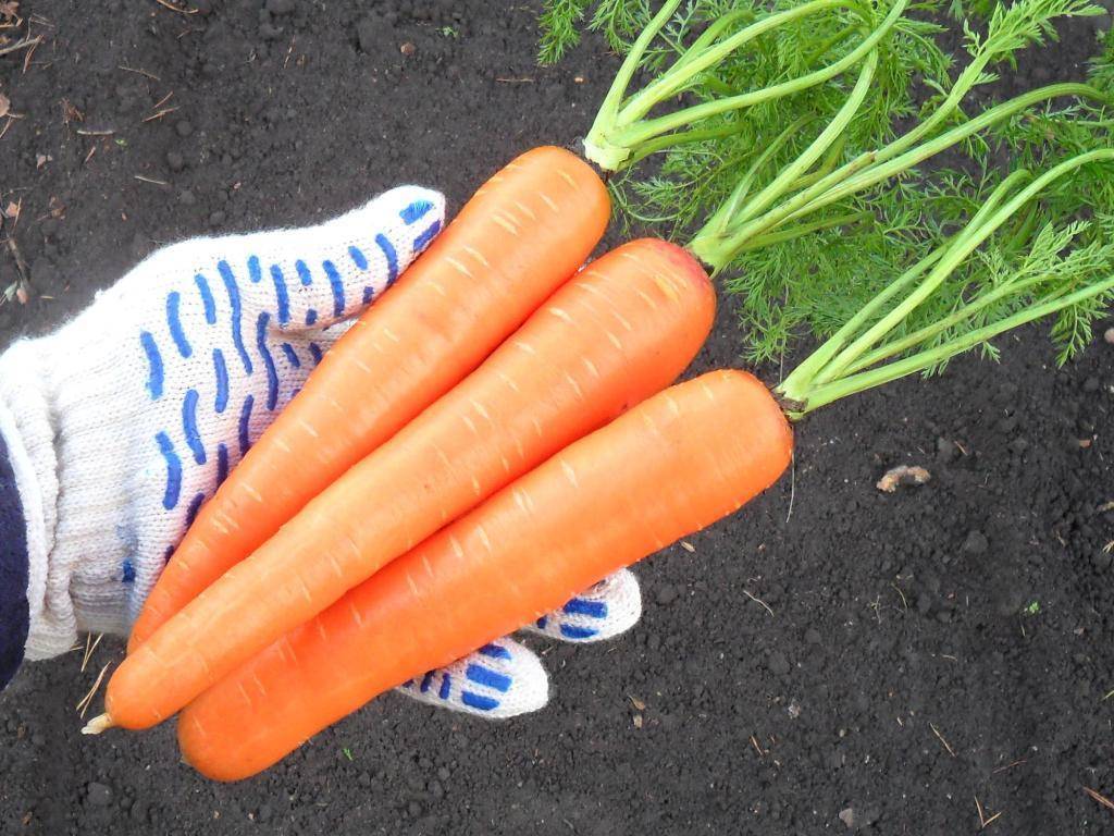 Сорта моркови для средней полосы россии