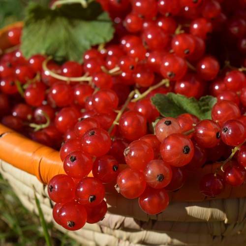 Смородина красная йонкер ван тетс: описание сорта, уход и выращивание