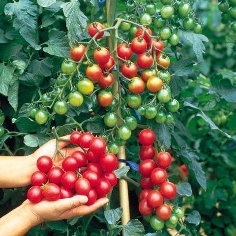 Помидоры черри: сорта, описание видов томатов