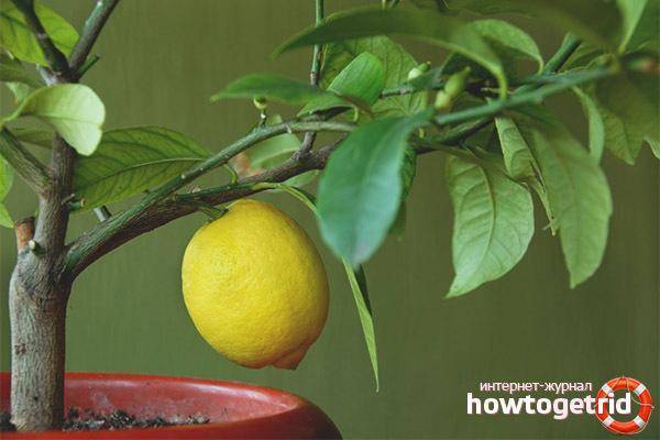 Желтеют и опадают листья у лимона в домашних условиях