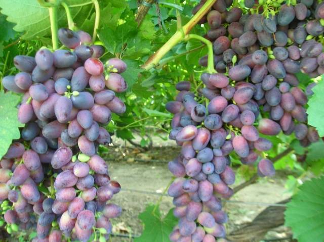 Сорт винограда «красотка», его описание и фото