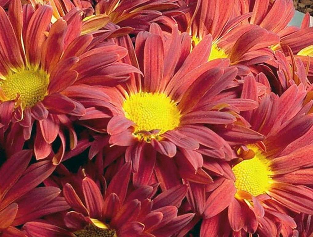 Крупноцветковые хризантемы (44 фото): выращивание из семян, садовые сорта хризантемы индийской и других видов, применение гиббереллина