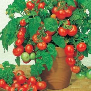 Как вырастить томаты балконное чудо