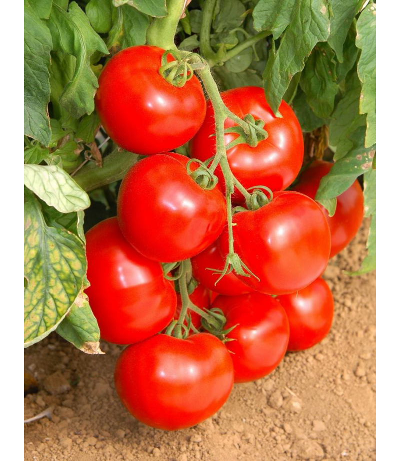 Томат "линда": описание помидор черри и гибридного сорта "линда f1", характеристики и фото