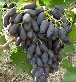 Виноград сорта академик - преимущества, характеристики, правила посадки и выращивания
