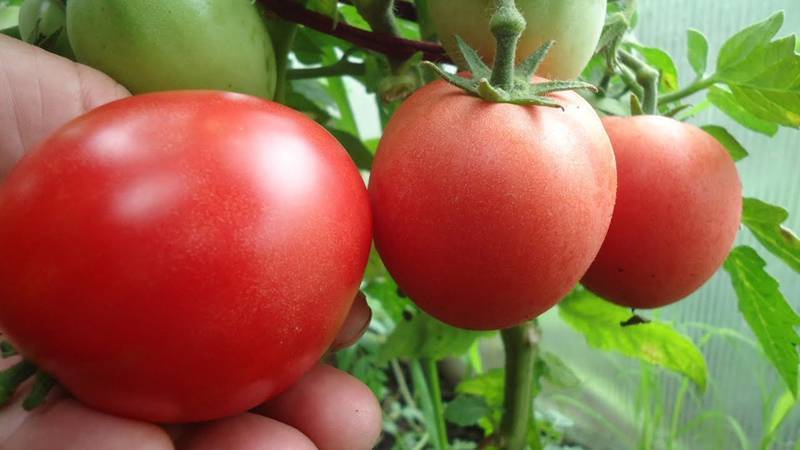 Описание сорта помидоров альфа