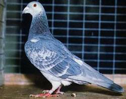 Статные голуби — википедия. что такое статные голуби