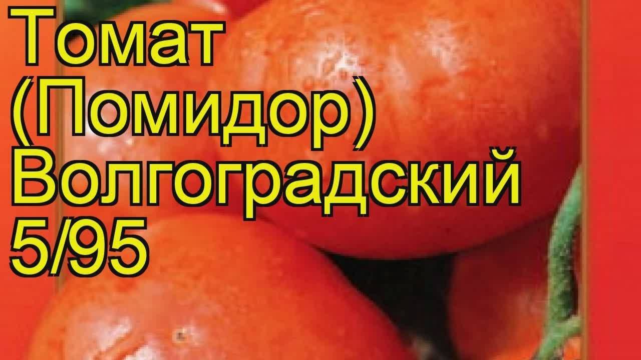 Универсальный скороспелый томат «волгоградский»: чем хорош и почему стоит его выращивать на своем участке