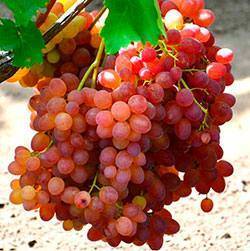 Описание сорта винограда ланселот: фото и отзывы | vinograd-loza