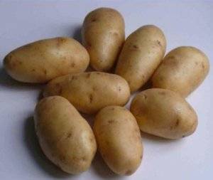 Лучшие голландские сорта картофеля