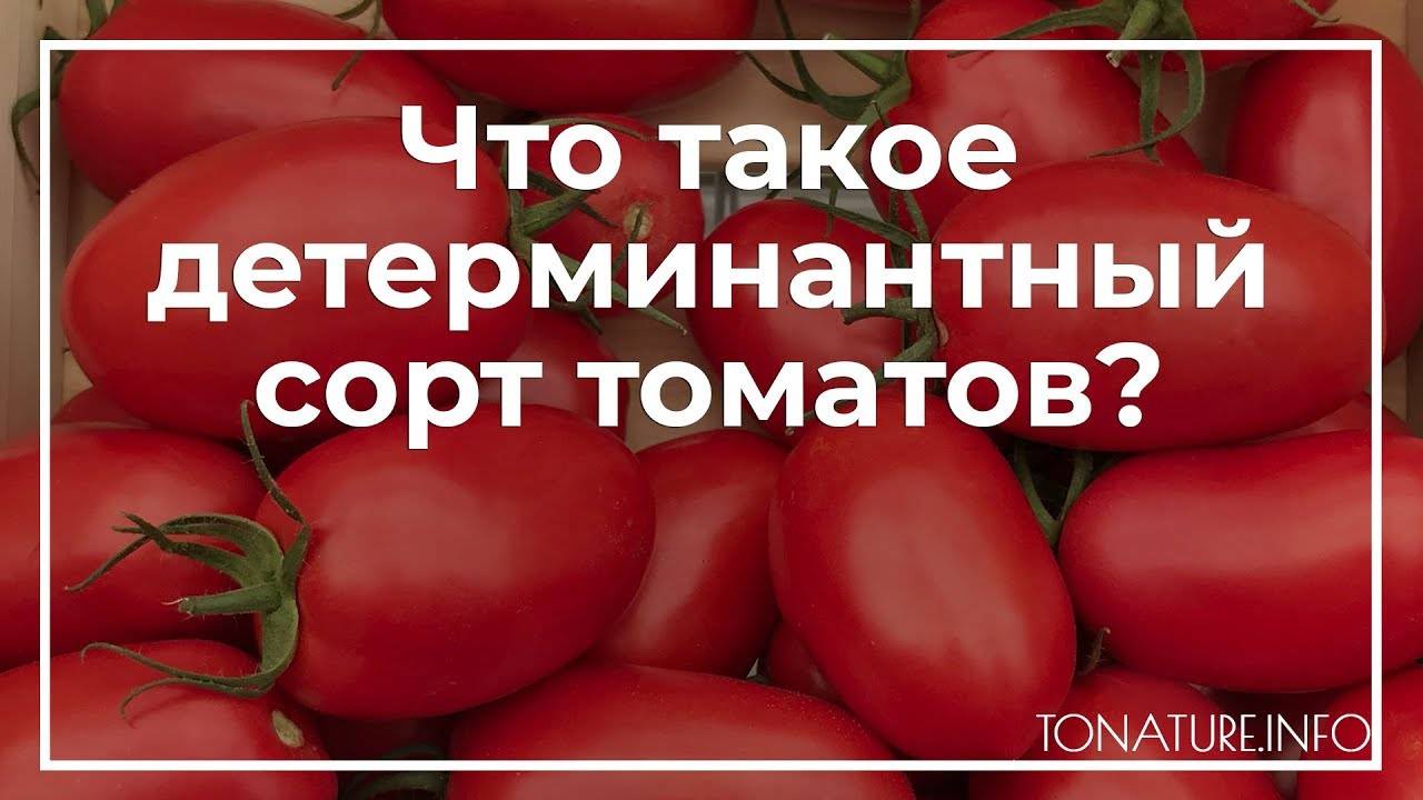 Детерминантные помидоры — лучшие сорта