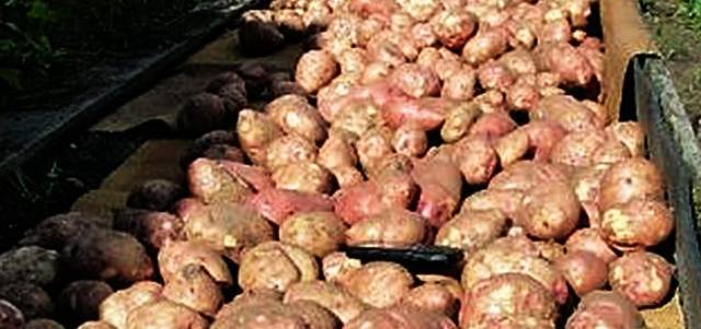 Описание картофеля сорта ермак — сроки посадки и сбора урожая