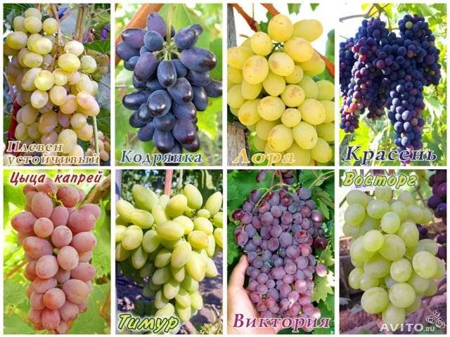Какие винные сорта винограда лучше выбрать
