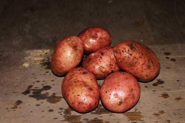 Описание сорта картофеля рябинушка