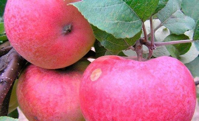 Описание сортов и разновидностей яблони китайка, правила посадки и ухода, регионы выращивания