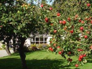 Описание и характеристики яблони сорта чемпион, технология выращивания