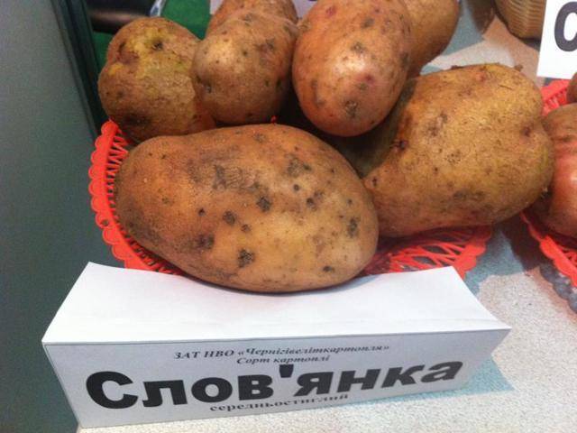 Сорта картофеля славянка