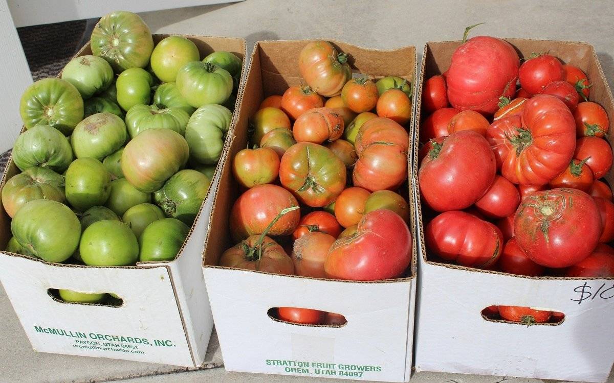 Хранение зеленых помидор на зиму