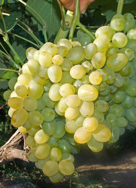 Галахад – современный устойчивый сорт винограда российской селекции