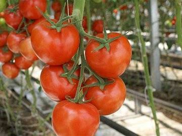 Болезни и вредители томатов: в теплице, открытом грунте