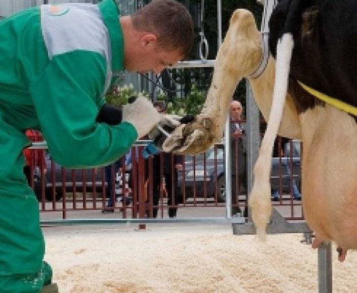 Как вылечить опухшую ногу коровы