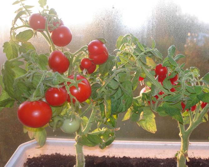 Томаты балконное чудо: описание и выращивания помидор на подоконнике