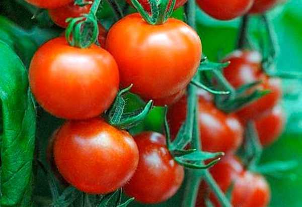 Описание сорта томатов белла росса