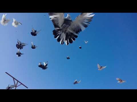 Николаевские голуби: описание и выращивание