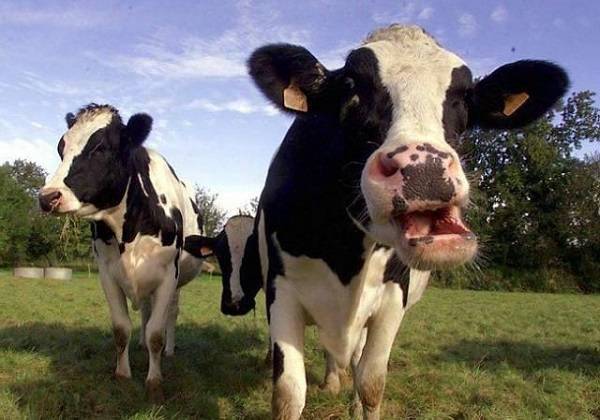 Почему корова не жует жвачку?