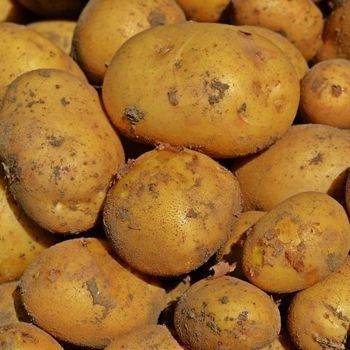 Ультраранний сорт наивысшего качества — картофель джувел: описание и советы по выращиванию