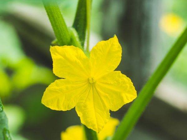 Цветки-пустоцветы на огурцах: причины, решение проблемы, профилактика