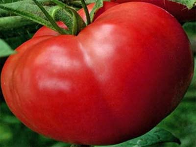 Детерминантный сорт помидоров «толстый джек»: описание, характеристика, урожайность, фото и видео