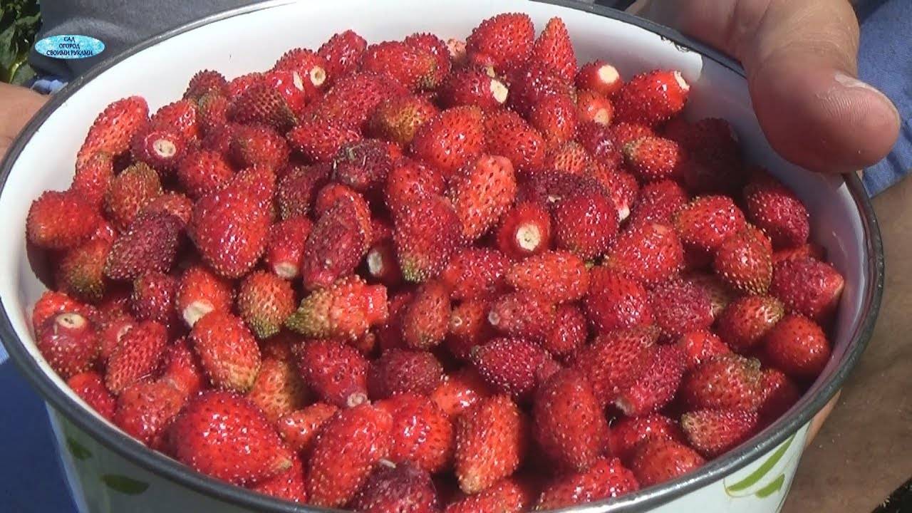 Земляника али-баба: выращиваем душистую ягоду в саду