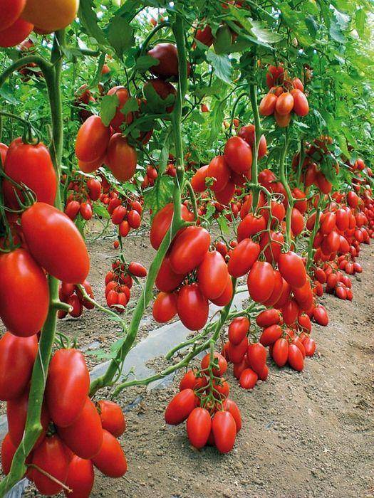 Описание сорта томата рио гранде, особенности выращивания и ухода