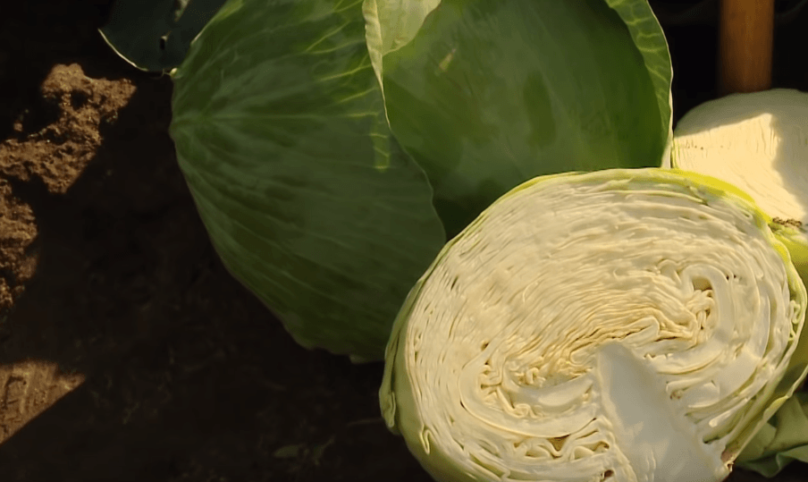 Описание и особенности выращивания капусты сб-3 f1